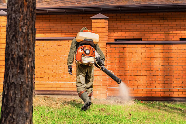 Trusted Ant Control service in Gaylord, MI - Nex Pest Control